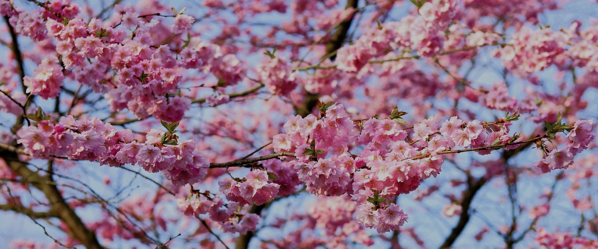 internet mobilny japonia