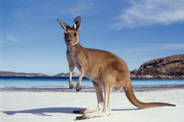 Kangur w Australii