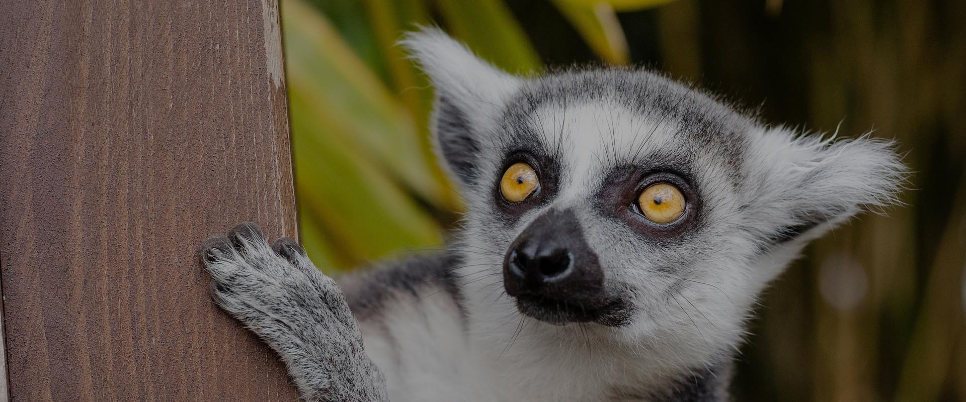 Internet mobilny madagaskar