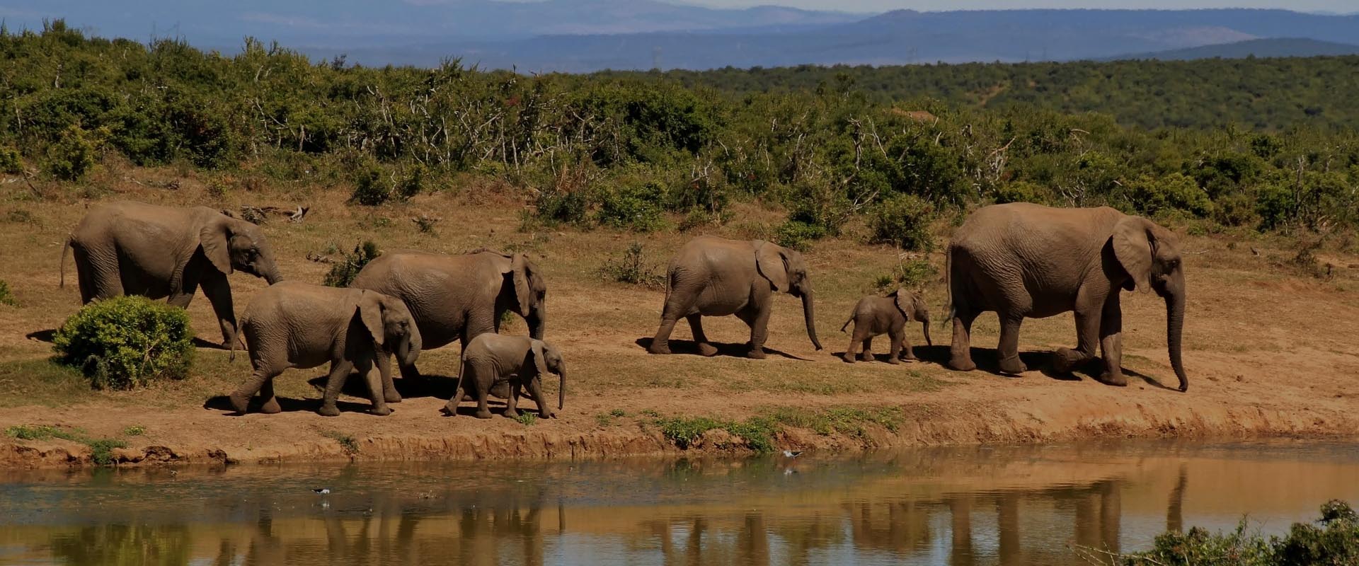 mobilny internet rpa